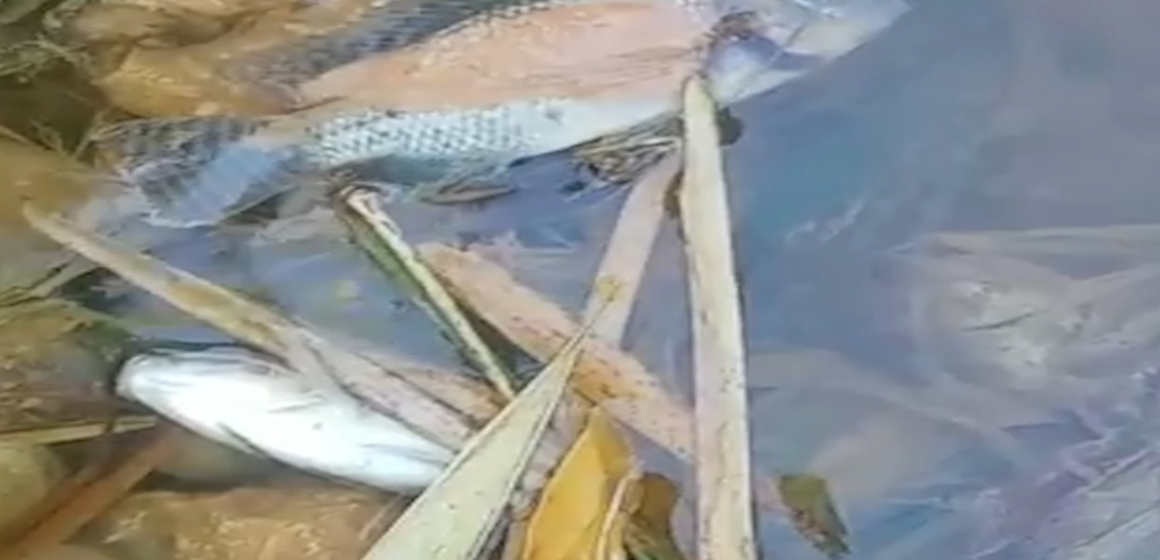 NEPA’s Role and Responsibility in the Rio Cobre Fish Kill