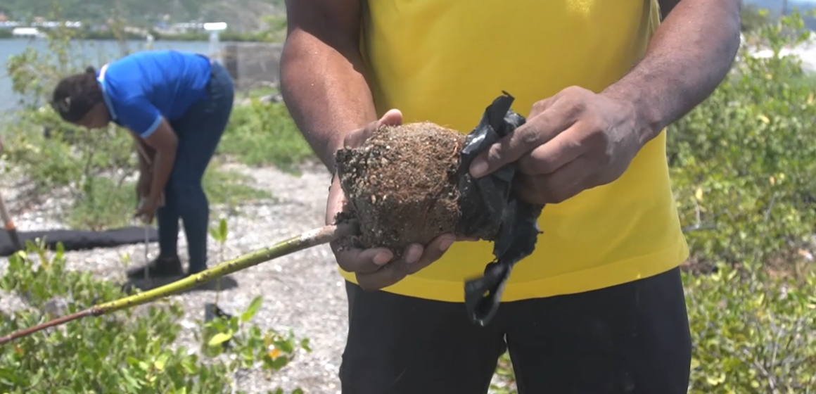 Tree Planting Initiative Continues to Restore Jamaica’s Mangroves